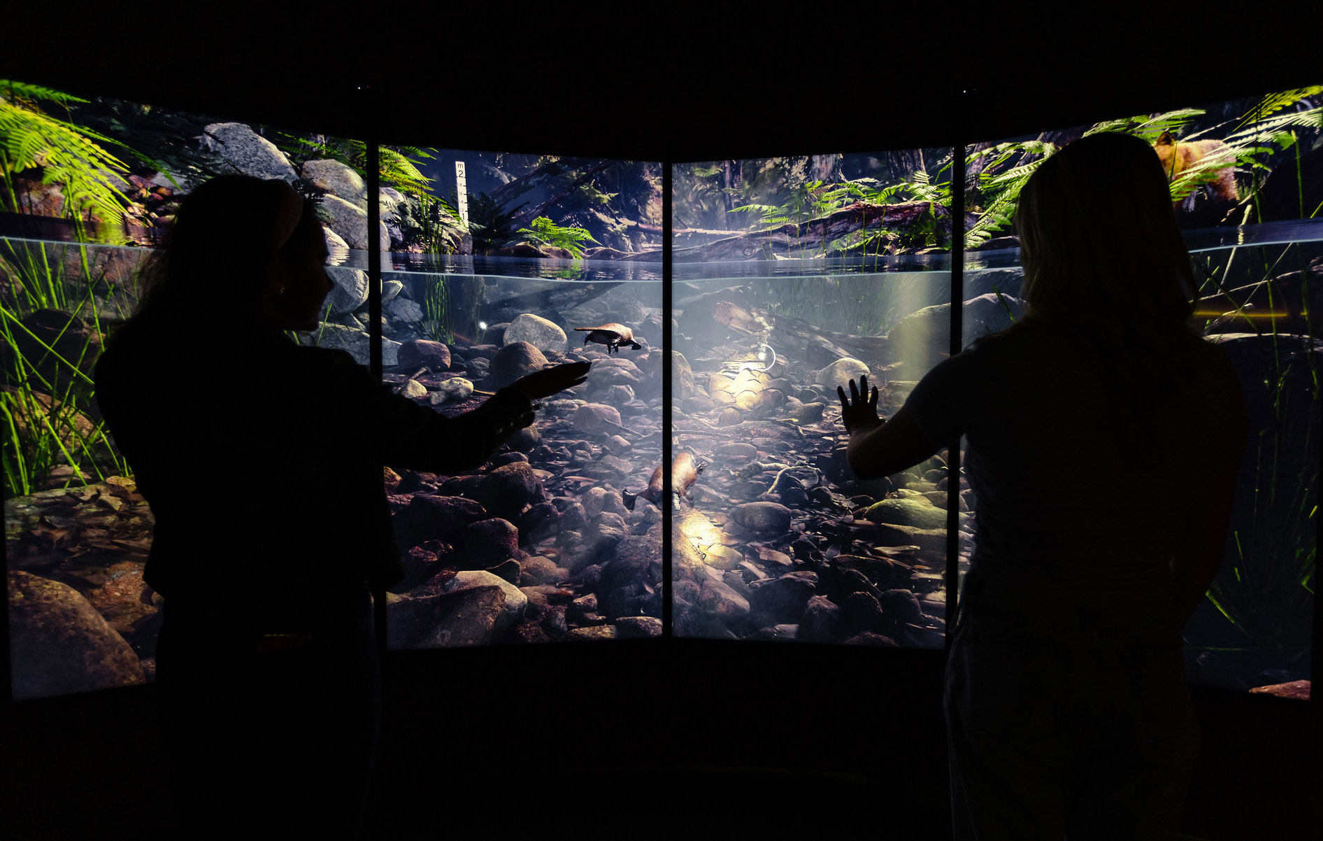 Interactive platypus environment at the National Museum of Australia