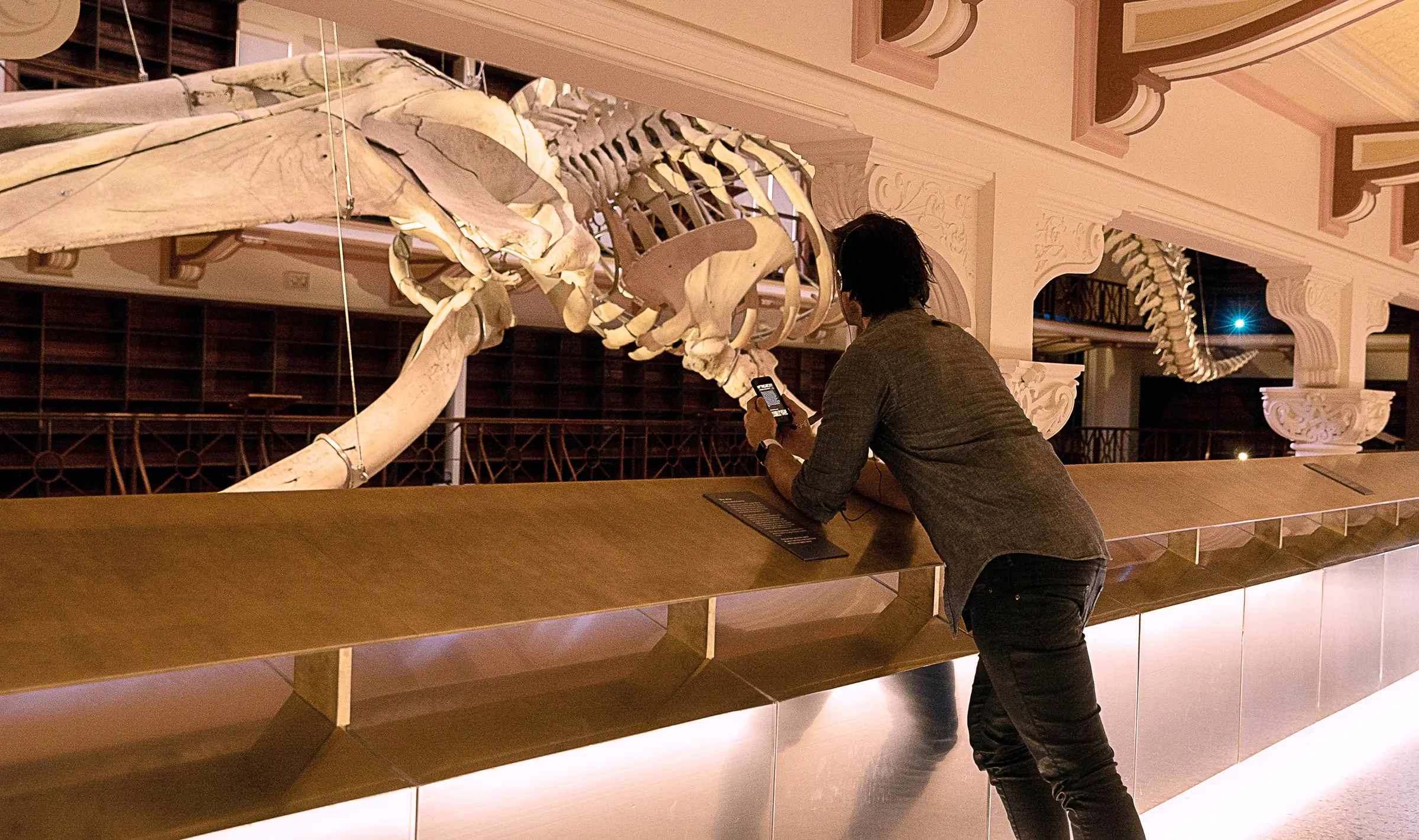 Blue whale skeleton display with digital object labels at WA Museum Boola Bardip